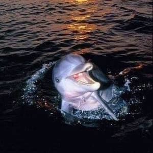 Meet your Posher, Bonnie